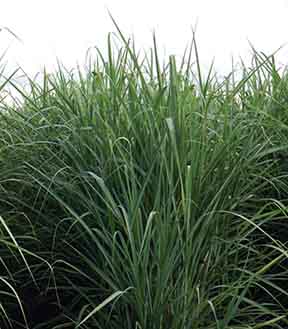 L 01-283 canopyjpg